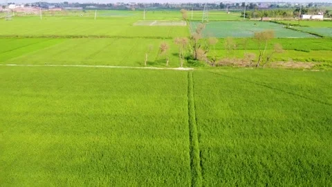 Drone shots of green fields in rural area of Pakistan (6) Stock Footage 199276001