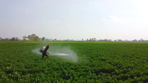 Drone shots of green fields in rural area of Pakistan (9) Stock Footage 199276032