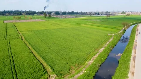 Drone shots of green fields in rural area of Pakistan (8) Stock Footage 199276105