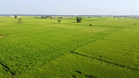 Drone shots of green fields in rural area of Pakistan (11) Stock Footage 199276133