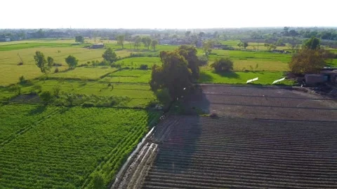 Drone shots of green fields in rural area of Pakistan (14) Stock Footage 199276135