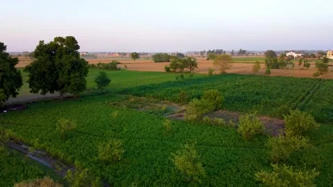 Drone shots of green fields in rural area of Pakistan (13) Stock Footage 199276296