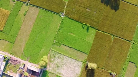 Drone shots of green fields in rural area of Pakistan (16) Stock Footage 199276485