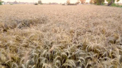 Drone shots of harvesting of wheat fields in rural area of Pakistan (2) Stock Footage 199276387
