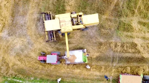 Drone shots of harvesting of wheat fields in rural area of Pakistan (3) Stock Footage 199276426