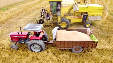 Drone shots of harvesting of wheat fields in rural area of Pakistan (5) Stock Footage 199276544