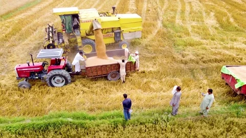 Drone shots of harvesting of wheat fields in rural area of Pakistan (4) Stock Footage 199276559