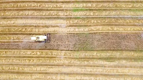Drone shots of harvesting of wheat fields in rural area of Pakistan (6) Stock Footage 199276600