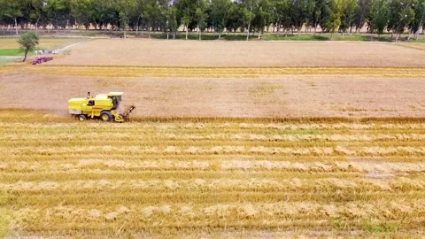 Drone shots of harvesting of wheat fields in rural area of Pakistan (10) Stock Footage 199276781
