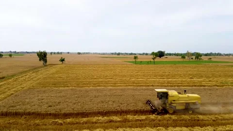 Drone shots of harvesting of wheat fields in rural area of Pakistan (11) Stock Footage 199276791