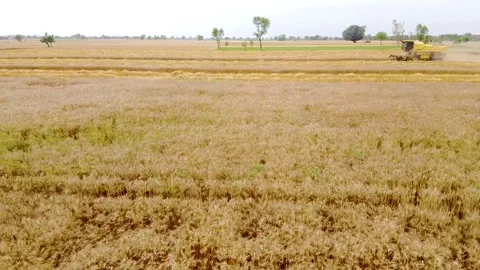 Drone shots of harvesting of wheat fields in rural area of Pakistan (12) Stock Footage 199276825