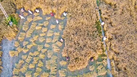 Drone shots of harvesting of wheat fields in rural area of Pakistan Stock Footage 199276910