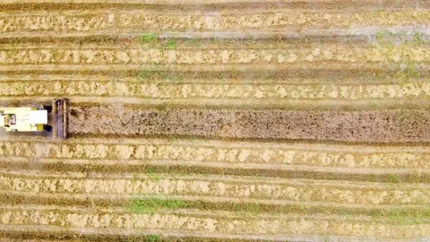 Drone shots of harvesting of wheat fields in rural area of Pakistan (13) Stock Footage 199276911
