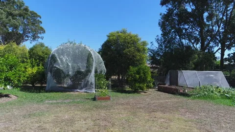 Drone shots of old man watering plants in Taralgon, Vic, Australia Stock-Footage 277524281