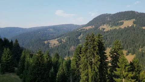 Drone shots of pine trees Video stock 281510187