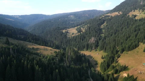 Drone shots of pine trees Video stock 281510680
