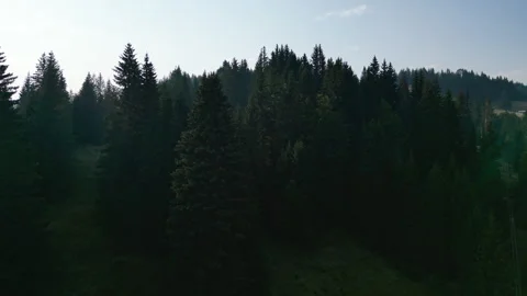 Drone shots of pine trees Video stock 281510777