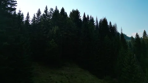 Drone shots of pine trees Video stock 281511537