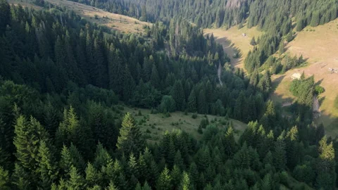 Drone shots of pine trees Video stock 281513334