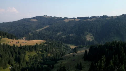 Drone shots of pine trees Video stock 281522573