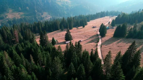 Drone shots of pine trees Video stock 281522626