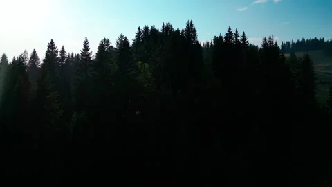 Drone shots of pine trees Video stock 281522642