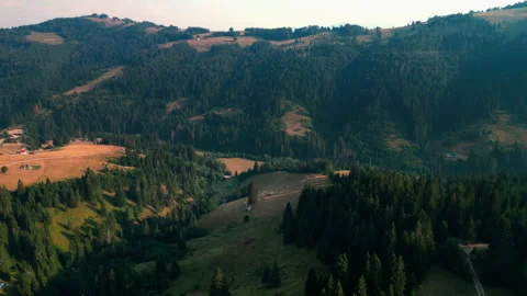 Drone shots of pine trees Video stock 281523371