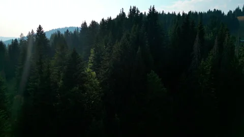 Drone shots of pine trees Video stock 281523904