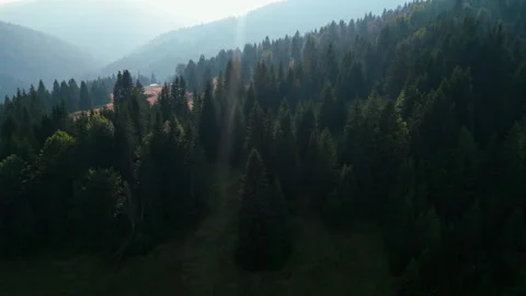 Drone shots of pine trees Video stock 281523906