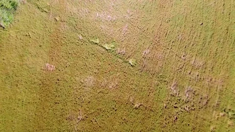 Drone shots of river at day time in rural area of Pakistan (8) Stock Footage 199277257