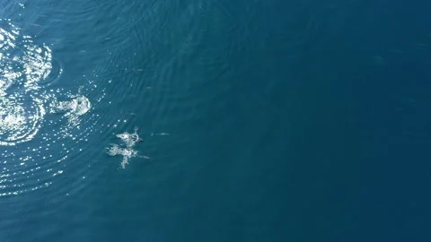 DRONE SHOTS SPINNER DOLPHINS Stock Footage 280695992