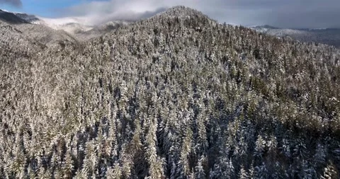 Drone shots of trees and pines in winter white from the snow, sunny aerial view Stock Footage 205095076