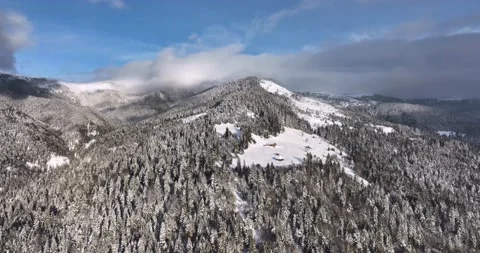 Drone shots of trees and pines in winter white from the snow, sunny aerial view Stock Footage 205095484