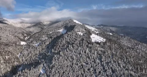 Drone shots of trees and pines in winter white from the snow, sunny aerial view Stock Footage 205095703