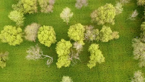 Drone shots of trees in fields at day time in rural area of Pakistan (2) Stock Footage 199277473