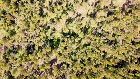 Drone shots of trees in fields at day time in rural area of Pakistan (3) Stock Footage 199277474