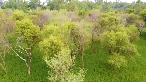 Drone shots of trees in fields at day time in rural area of Pakistan Stock Footage 199277509