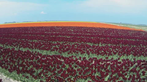 Drone shots of Tulip fields in The Netherlands Stock Footage 38863027