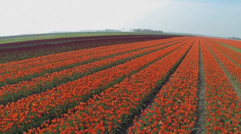 Drone shots of Tulip fields in The Netherlands Stock Footage 38879168