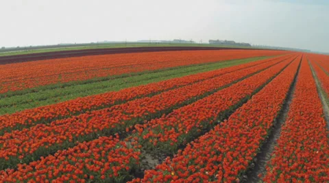 Drone shots of Tulip fields in The Netherlands Stock Footage 38879239