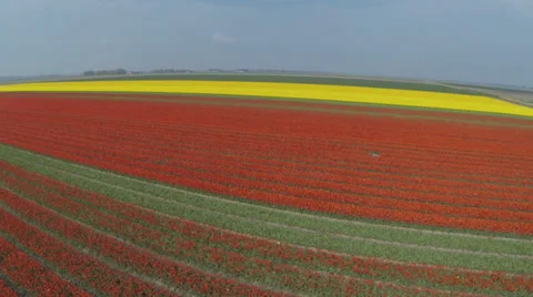 Drone shots of Tulip fields in The Netherlands Stock Footage 38879278