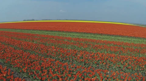 Drone shots of Tulip fields in The Netherlands Stock Footage 38879321