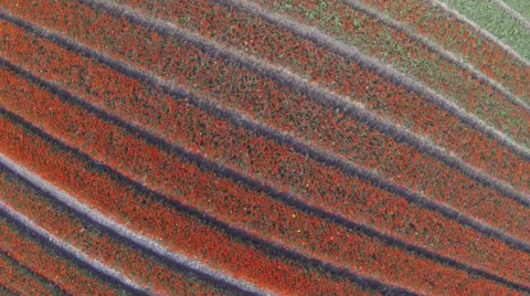 Drone shots of Tulip fields in The Netherlands Stock Footage 38879353