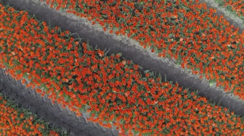 Drone shots of Tulip fields in The Netherlands Stock Footage 38879414