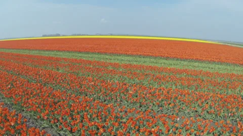 Drone shots of Tulip fields in The Netherlands Stock Footage 39029081