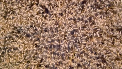 Drone shots of wheat fields at day time in rural area of Pakistan (2) Stock Footage 199277737