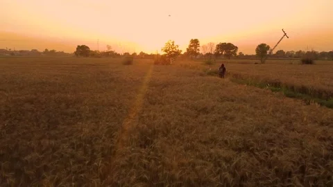 Drone shots of wheat fields at day time in rural area of Pakistan (3) Stock Footage 199277738