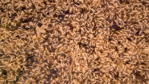 Drone shots of wheat fields at day time in rural area of Pakistan Stock Footage 199277747