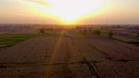 Drone shots of wheat fields at evening time in rural area of Pakistan (2) Stock Footage 199277740