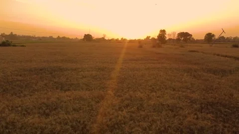 Drone shots of wheat fields at evening time in rural area of Pakistan Stock Footage 199277754